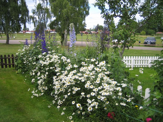 Prästkrage  
Prästkrage  
2012-07-02 IMG_0049  
Granudden  
Färjestaden  
Öland