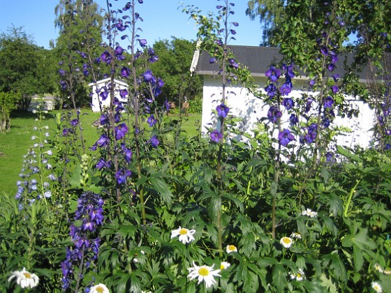   
2012-07-03 IMG_0026  
Granudden  
Färjestaden  
Öland