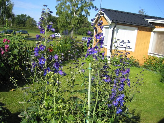 Riddarsporre 
Trädgårdsriddarsporre