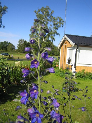 Riddarsporre 
Trädgårdsriddarsporre