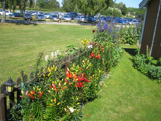 Liljor  
  
2012-07-09 IMG_0025  
Granudden  
Färjestaden  
Öland