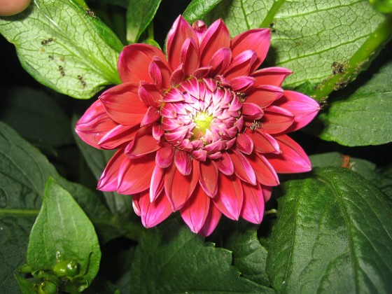 Dahlia 
