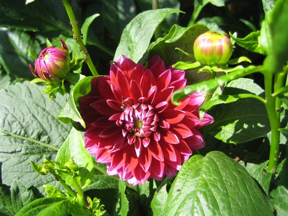 Dahlia