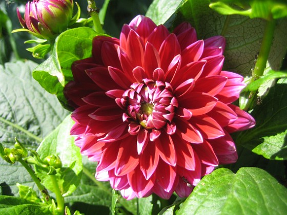 Dahlia 
