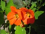 Krasse  
  
2012-07-15 IMG_0069
