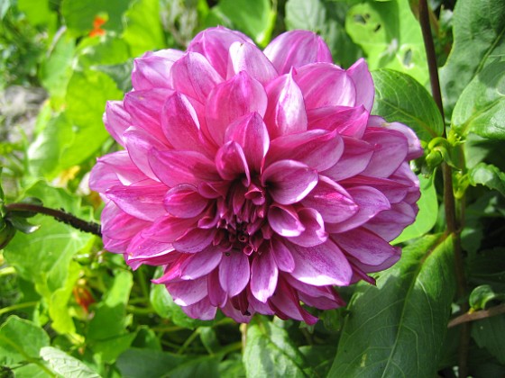 Dahlia 
