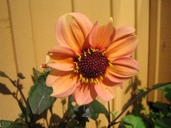 Dahlia 
