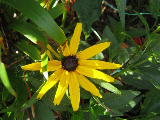 Strålrudbeckia  
  
2012-07-22 IMG_0079  
Granudden  
Färjestaden  
Öland