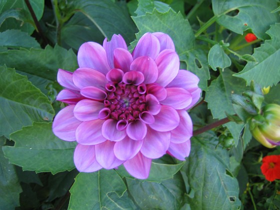 Dahlia