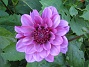 Dahlia