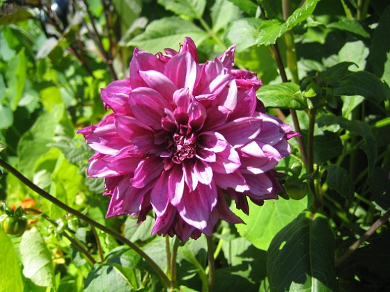 Dahlia