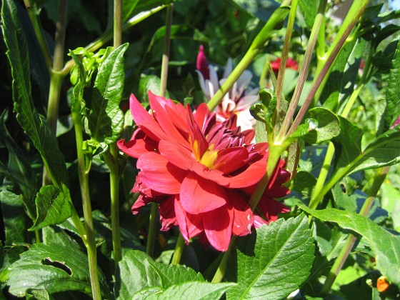 Dahlia  
  
2012-07-26 IMG_0004  
Granudden  
Färjestaden  
Öland