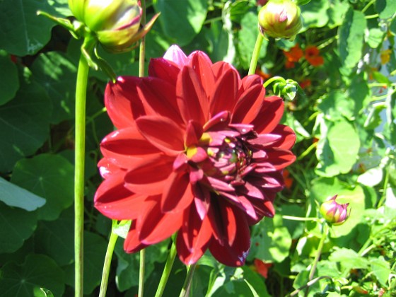 Dahlia 
