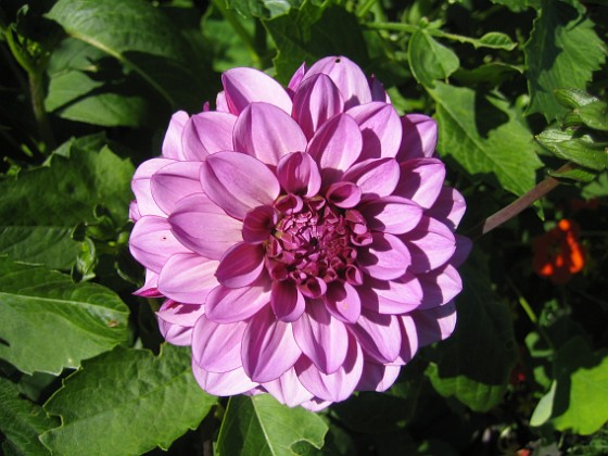 Dahlia