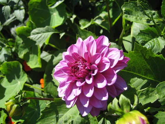 Dahlia