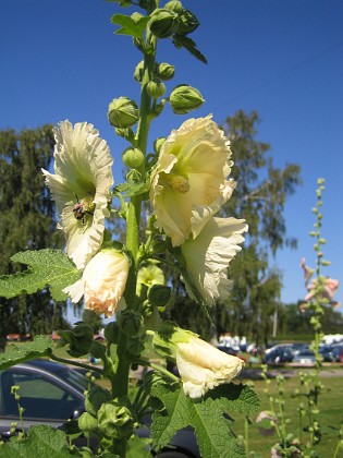 Stockros  
  
2012-07-26 IMG_0031  
Granudden  
Färjestaden  
Öland