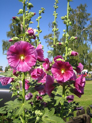 Stockros  
  
2012-07-26 IMG_0035  
Granudden  
Färjestaden  
Öland