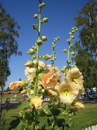 Stockros  
  
2012-07-26 IMG_0081  
Granudden  
Färjestaden  
Öland