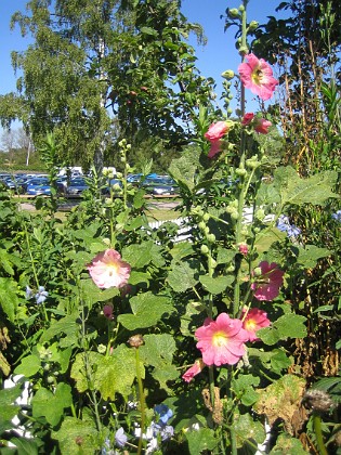 Stockros  
  
2012-07-26 IMG_0087  
Granudden  
Färjestaden  
Öland