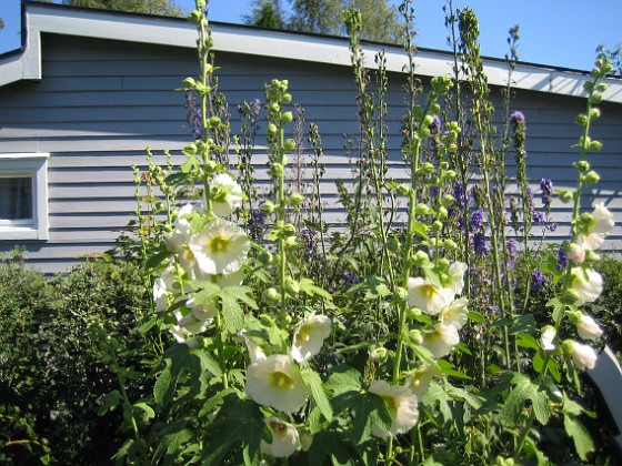 Stockros  
  
2012-07-26 IMG_0095  
Granudden  
Färjestaden  
Öland