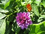 Dahlia  
  
2012-07-26 IMG_0013