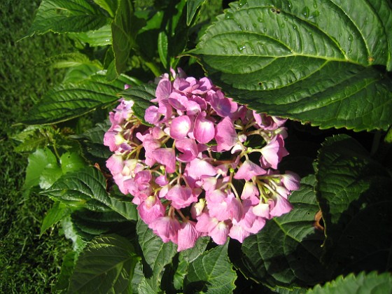 Hortensia 
