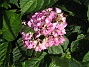 Hortensia  
  
2012-08-07 IMG_0073