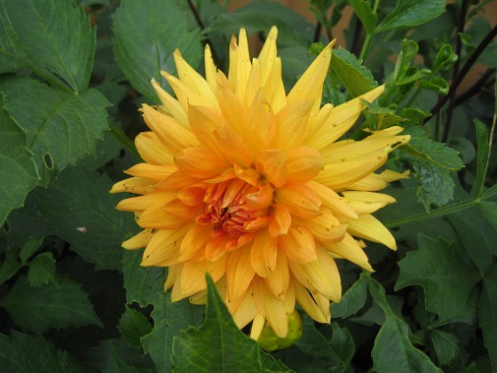 Dahlia { Jag satte inte mina Dahlior lika tidigt i år. } 