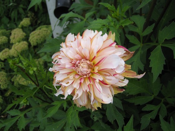 Dahlia 
De är lite trasiga. Jag tror att jag har gäster som käkar på mina blommor...