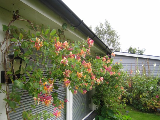 Kaprifol 
Min Kaprifol blommar för andra gången i år. Den börjar täcka mina altanfönster.