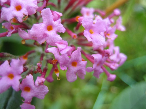 Fjärilsbuske { En Buddleia i närbild. } 