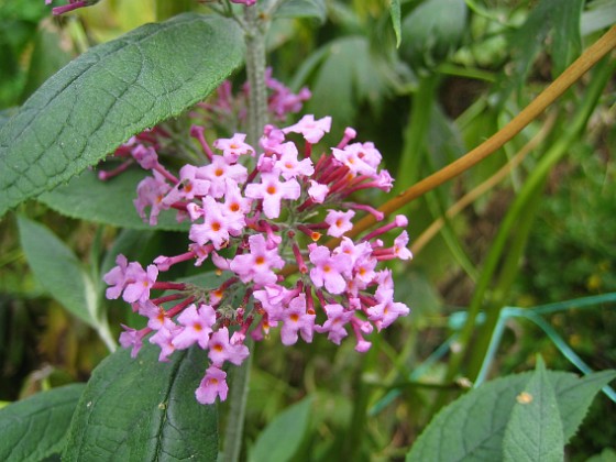 Buddleja { Och dessa Fjärilsbuskar är vackra att se på också. } 