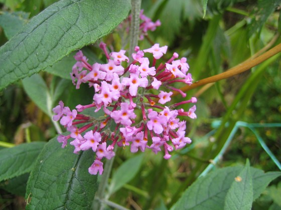 Syrenbuddleja { Syrenbuddleja kallas de också - mina vackra Fjärilsbuskar. } 