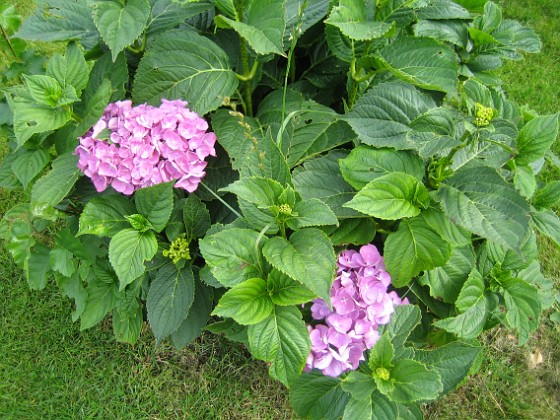 Hortensia { Två rödlila blommor har jag hittills fått på mina Hortesior. } 