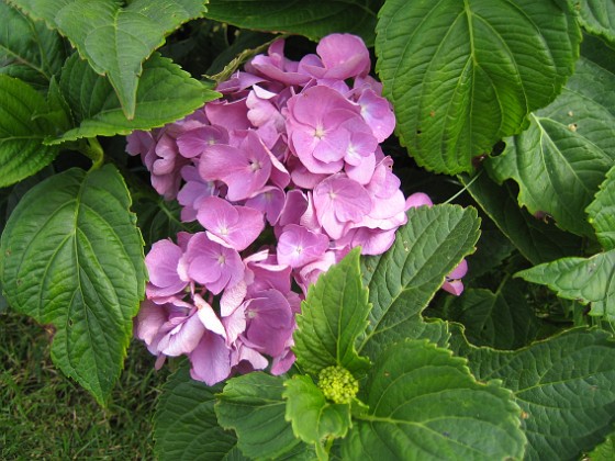 Hortensia 
