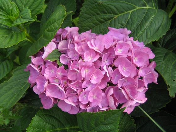 Hortensia 
