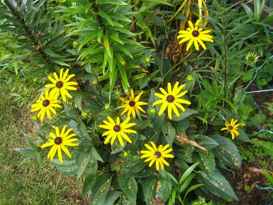 Stålrudbeckia 
Denna Echinacea har gula blommor, och ser ut som små solstrålar - därav namnet.