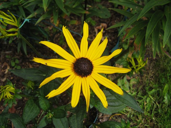 Strålrudbeckia  
  
2012-08-16 IMG_0036  
Granudden  
Färjestaden  
Öland