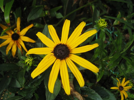 Strålrudbeckia  
Jag har satt en hel del olika solhattar, men denna är den enda som tycks komma tillbaka.  
2012-08-16 IMG_0037  
Granudden  
Färjestaden  
Öland