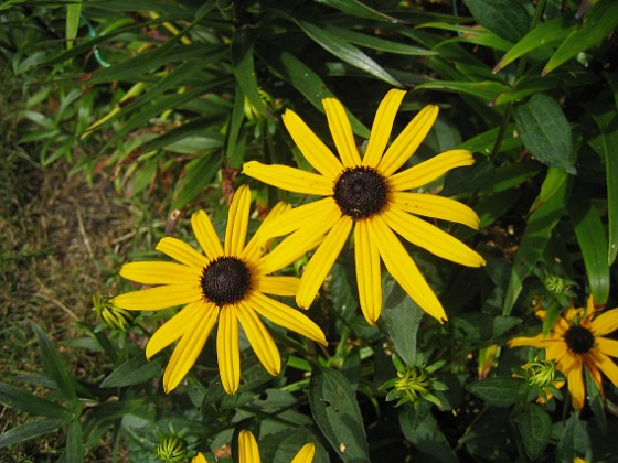 Strålrudbeckia {  } 