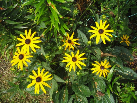 Strålrudbeckia