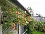Min Kaprifol blommar för andra gången i år. Den börjar täcka mina altanfönster. (2012-08-16 IMG_0013)