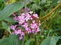 Buddleja