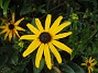 Strålrudbeckia