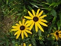 Strålrudbeckia