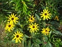 Strålrudbeckia