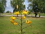 Citronella heter denna gula Tigerlilja. (2012-08-16 IMG_0040)