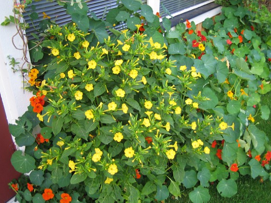 Underblomma - Mirabilis Jalapa 
