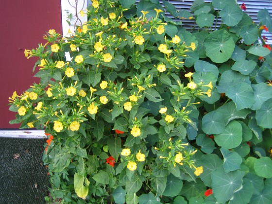 Underblomma - Mirabilis Jalapa 
