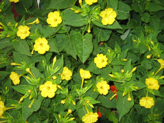 Underblomma - Mirabilis Jalapa